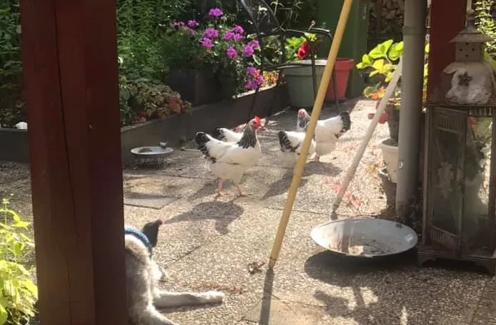 kippies