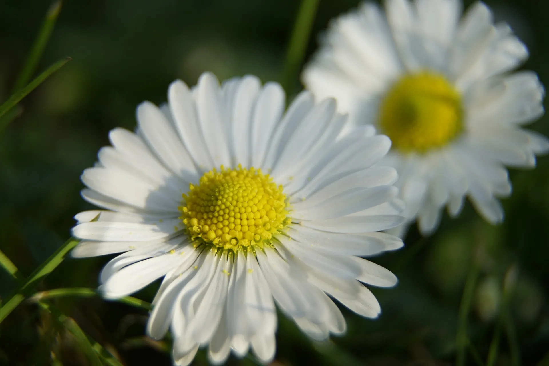 madeliefje j henning pixabay