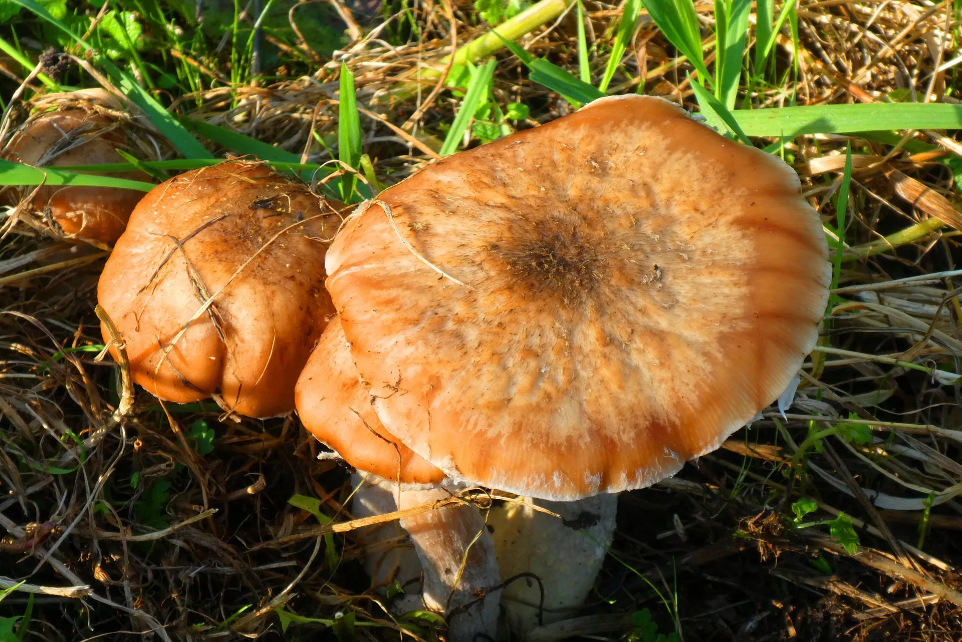 paddenstoelen elsemagriet ixabay