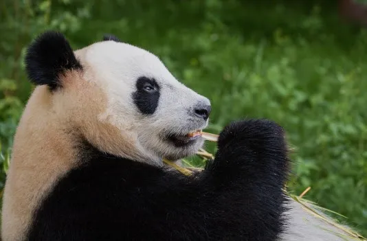 panda