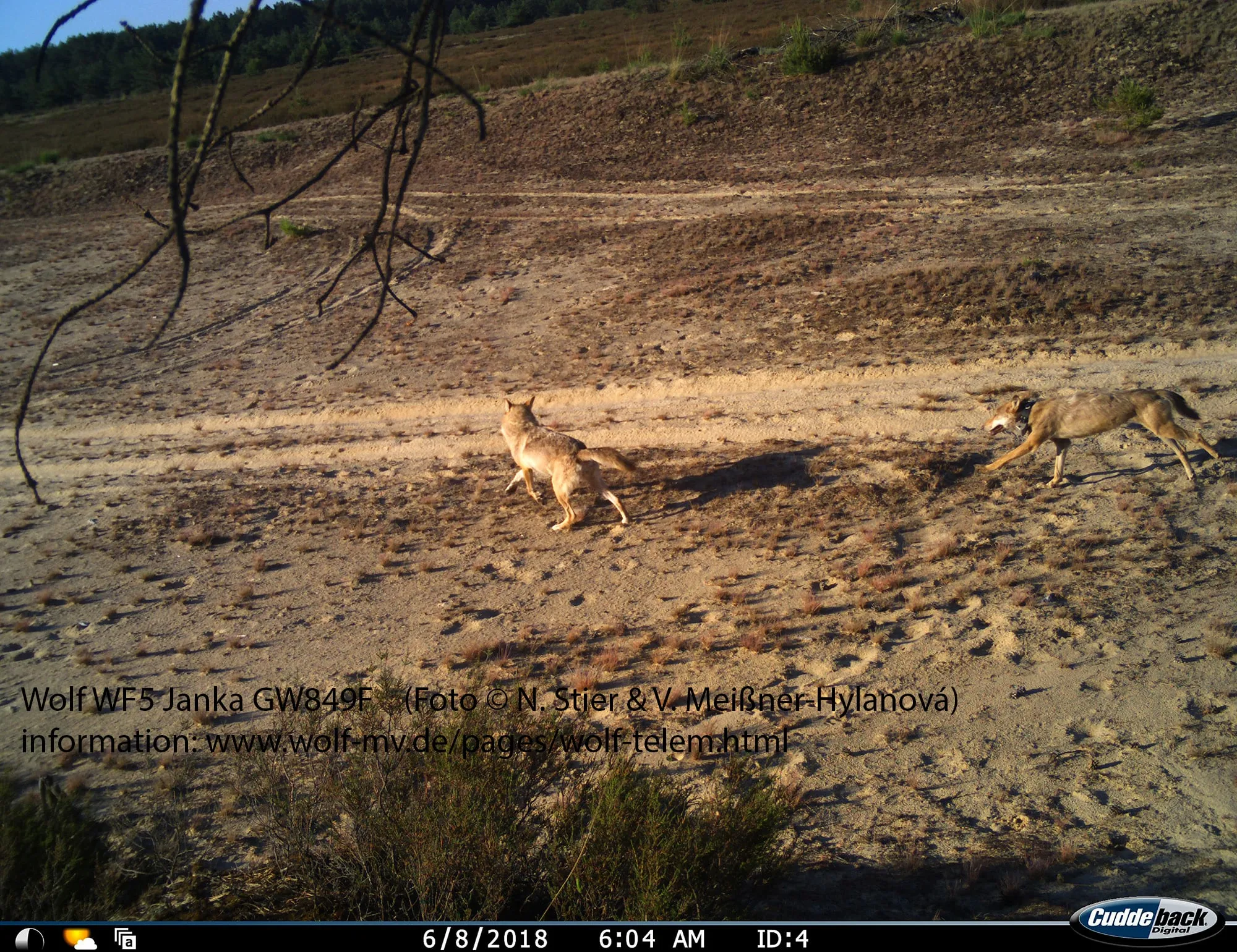 pb camtrap janka klein