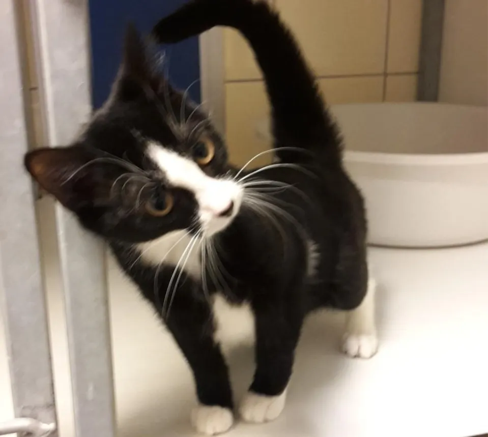 poes gevonden renkum top