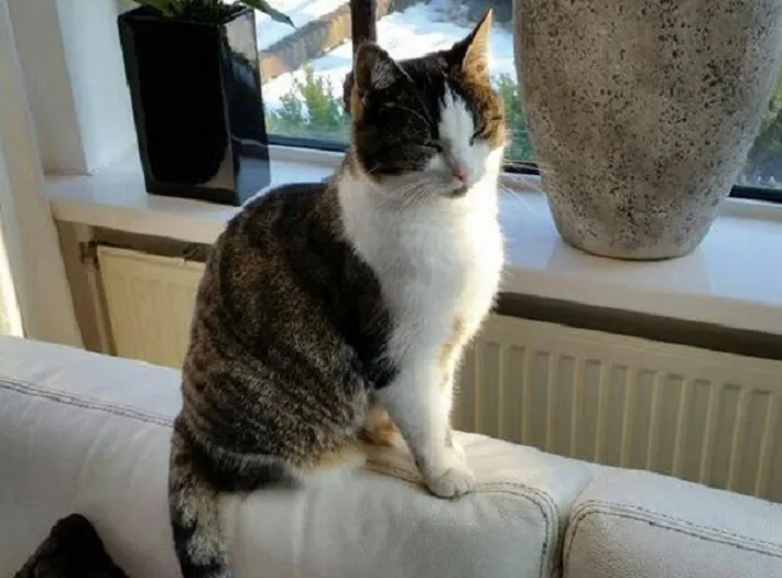 poes nola heelsum top