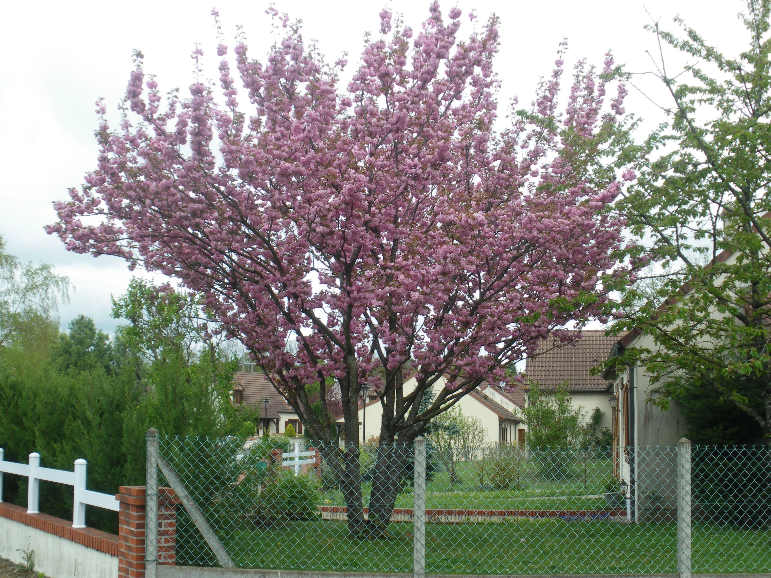 prunus