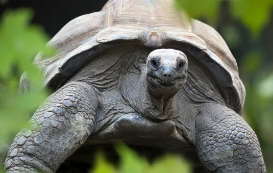 reuzenschildpad