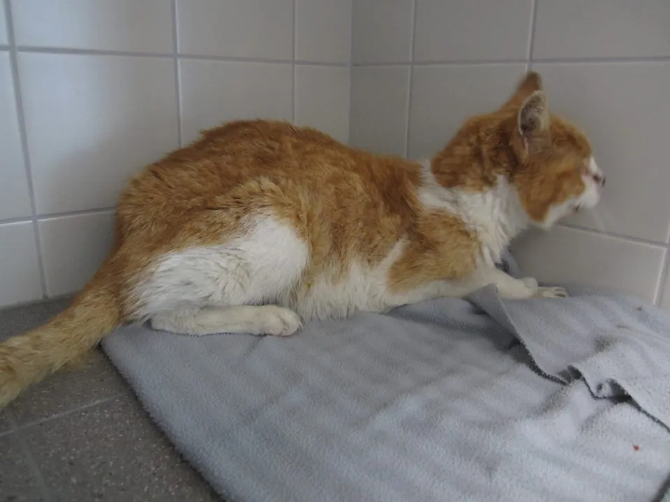 rode kater bothastraat
