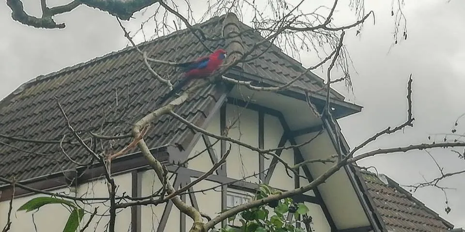 rosella oosterbeek