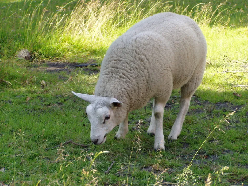 schaap amarant wikimedia