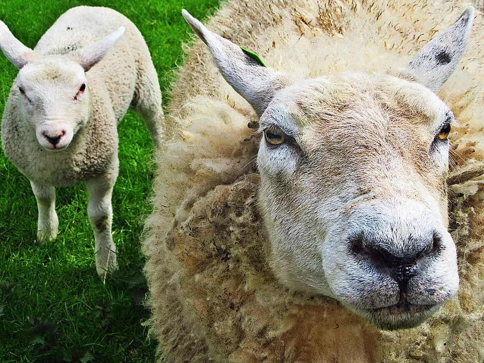 schaap arieth pixabay