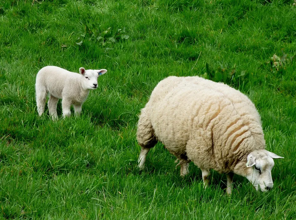 schaap en lam yvonneh pixabay