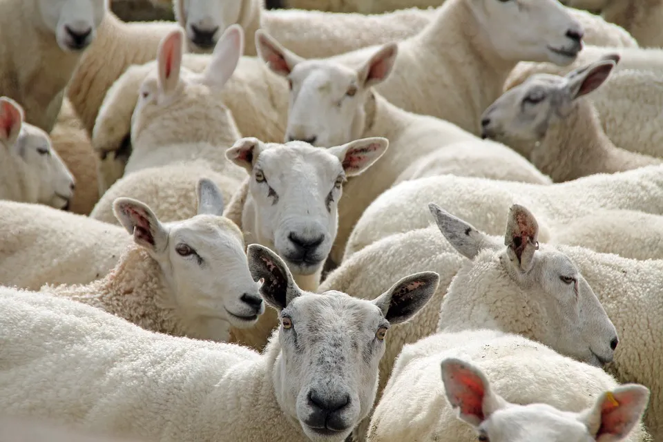 schapen pixelanarchy pixabay