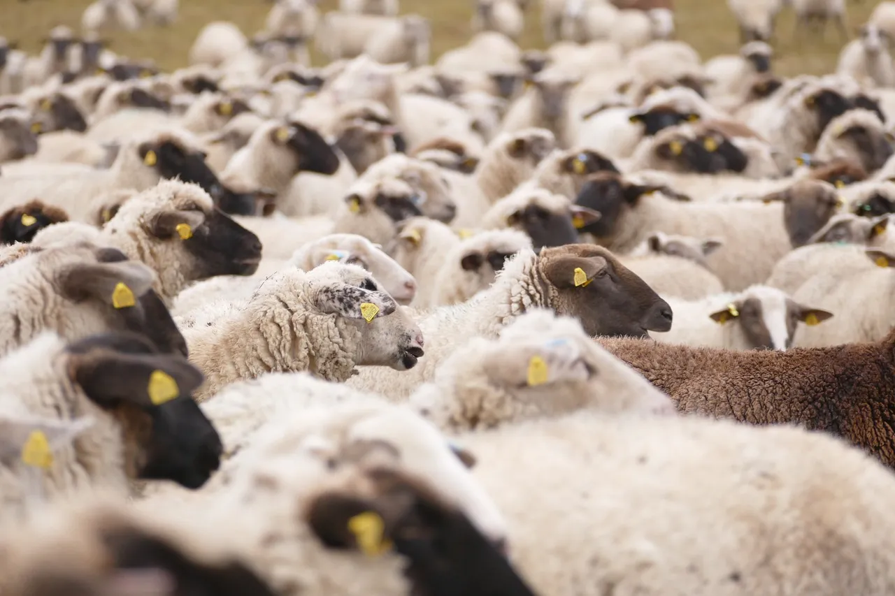 schapen smoms photography pixabay