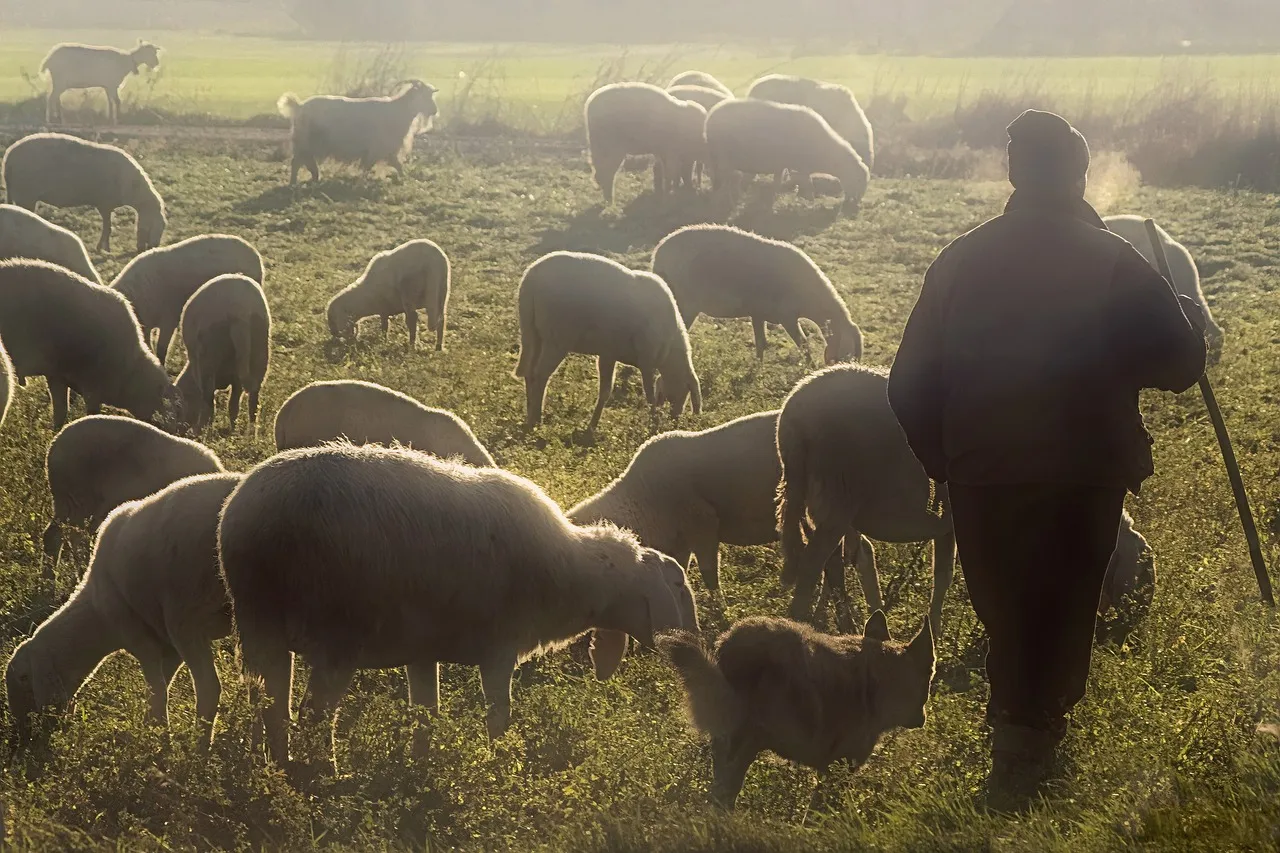 schapenherder camera man pixabay