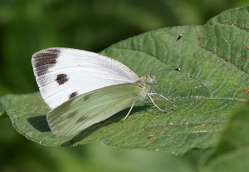 scheefbloemwitje zeynel cebeci wikimedia