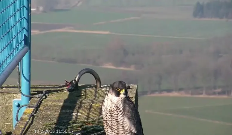 slechtvalk beleef de lente