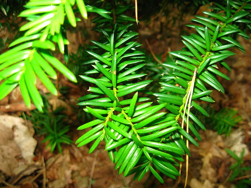 taxus anthantor wikimedia
