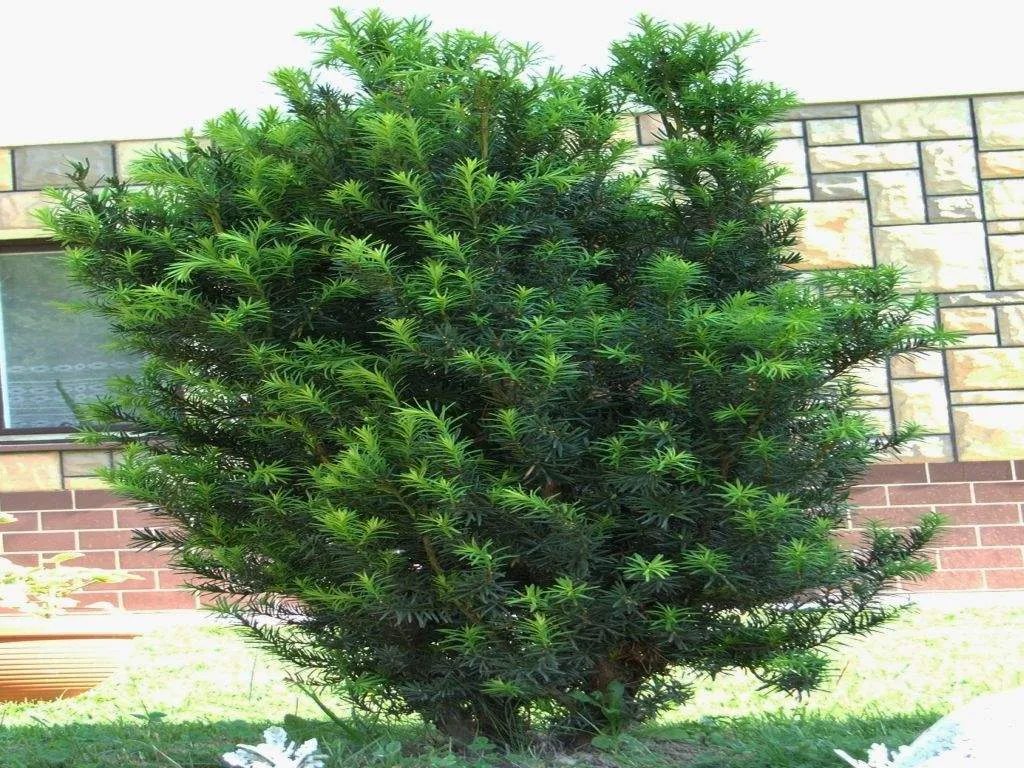 taxus baccata jerzy opiola wikimedia