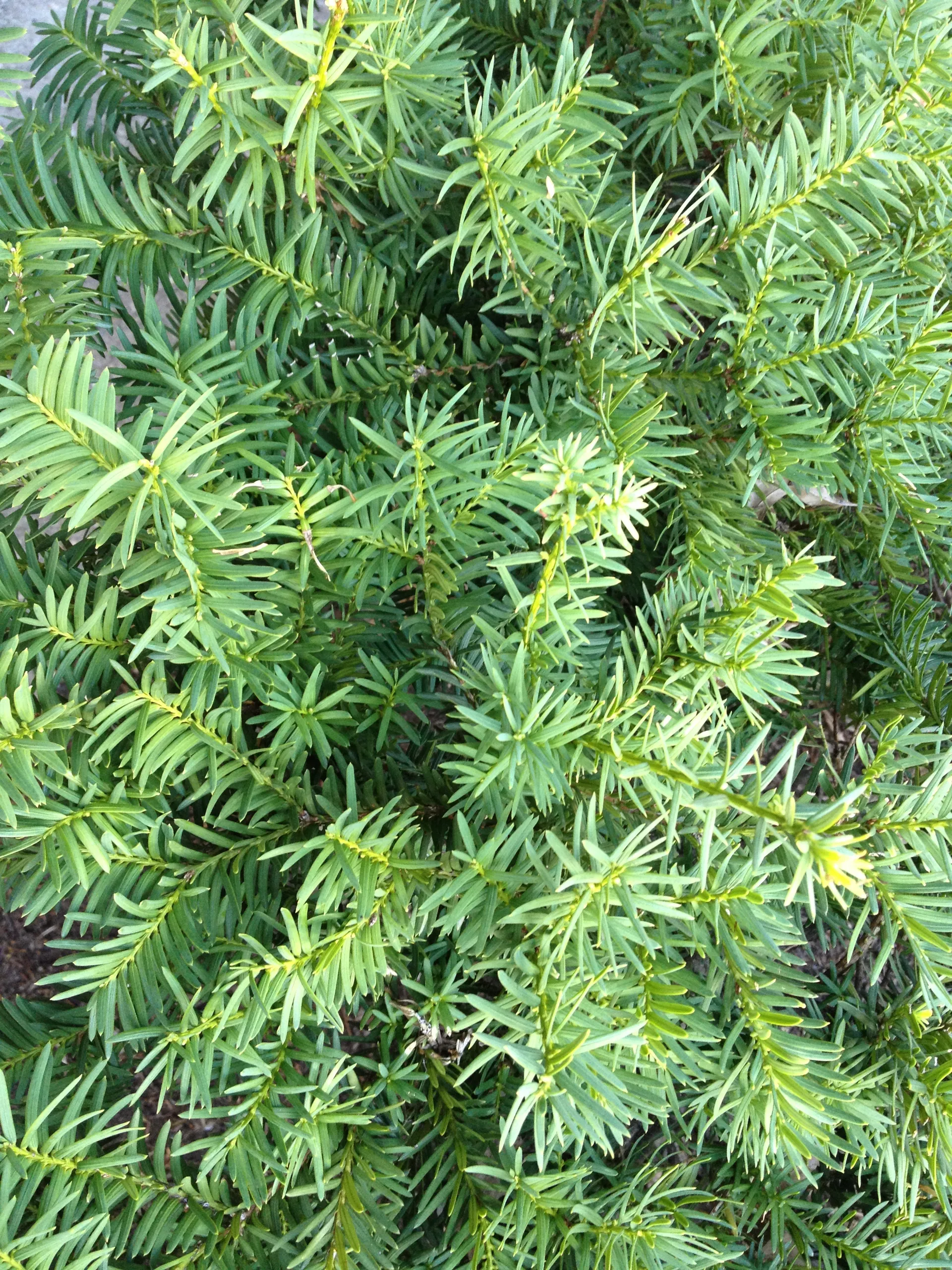 taxus sp yew close up view
