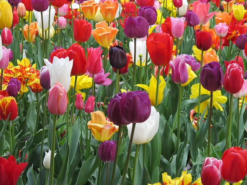 tulpen kritzolina wikimedia