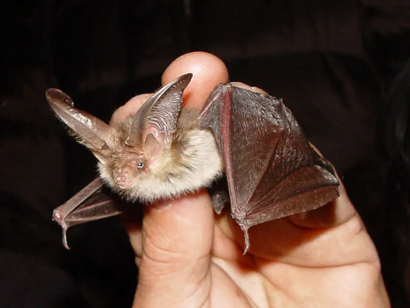 vleermuis plecotus auritus mnolf wikimedia cc by sa 30