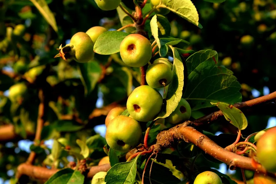 wild apple 887499 960 720