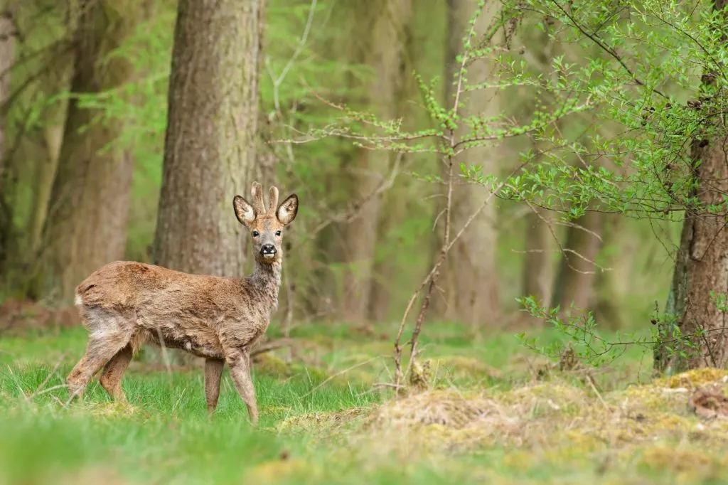 wild kijken 1024x682