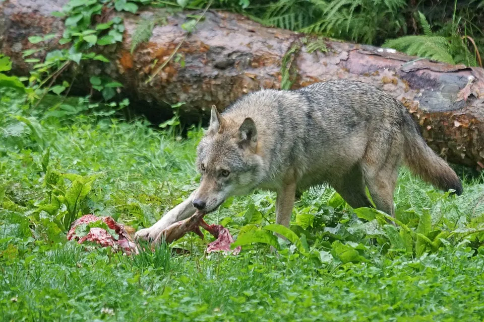 wolf met prooi pixel mixer pixabay