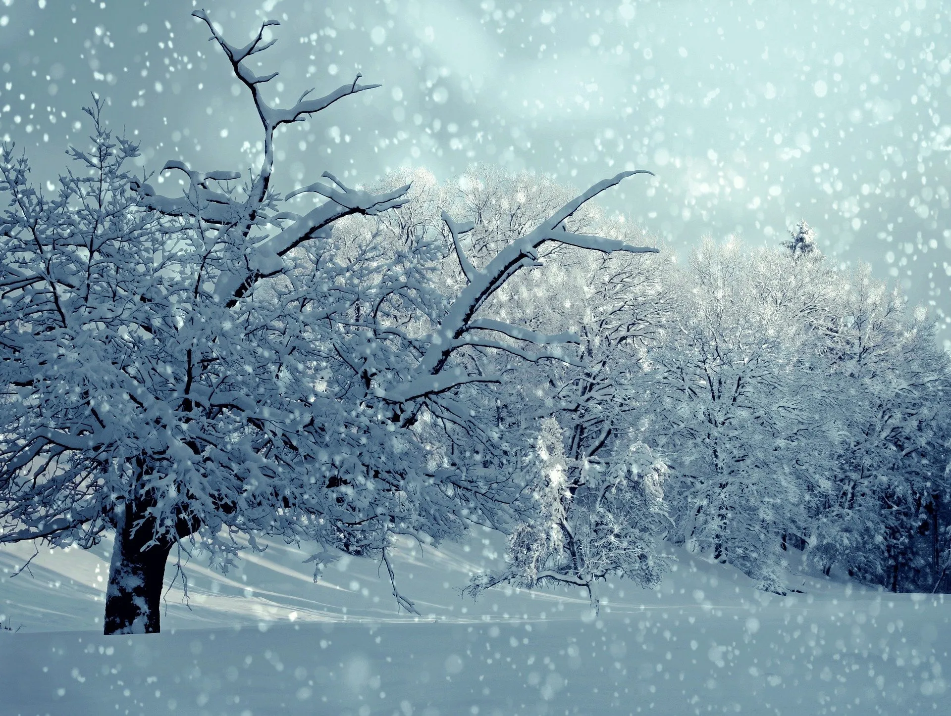 wwinterstorm coco parisienne pixabay