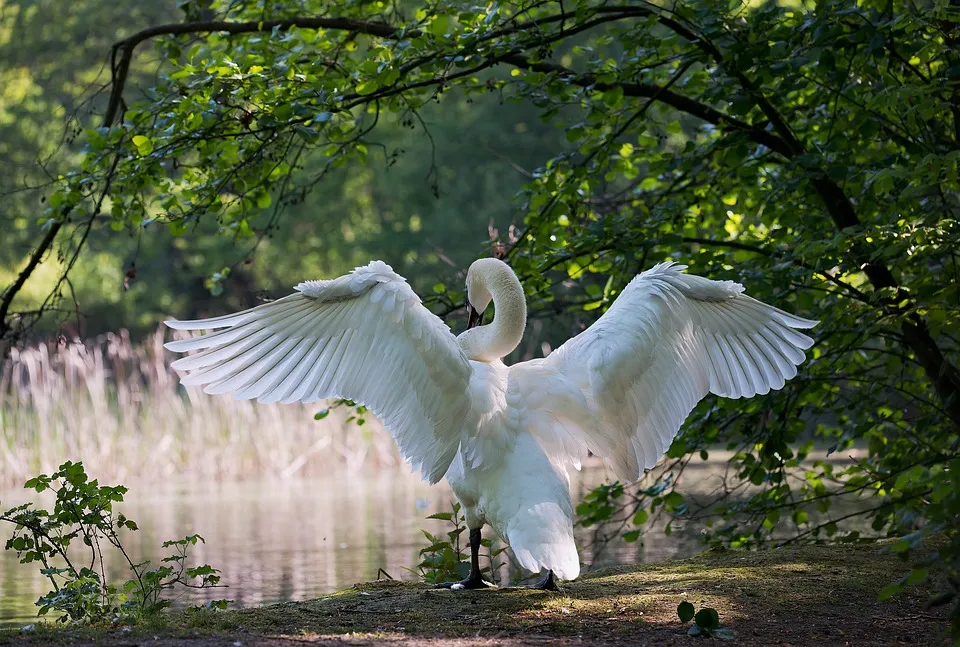 zwaan miniformat65 pixabay