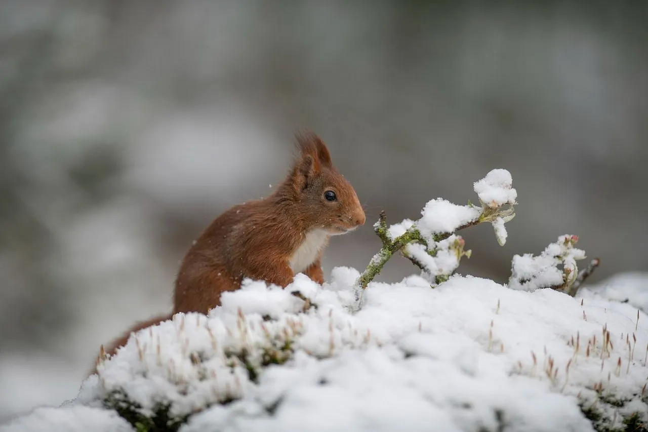 sneeuw eekhoorn b benjamins via pixabay