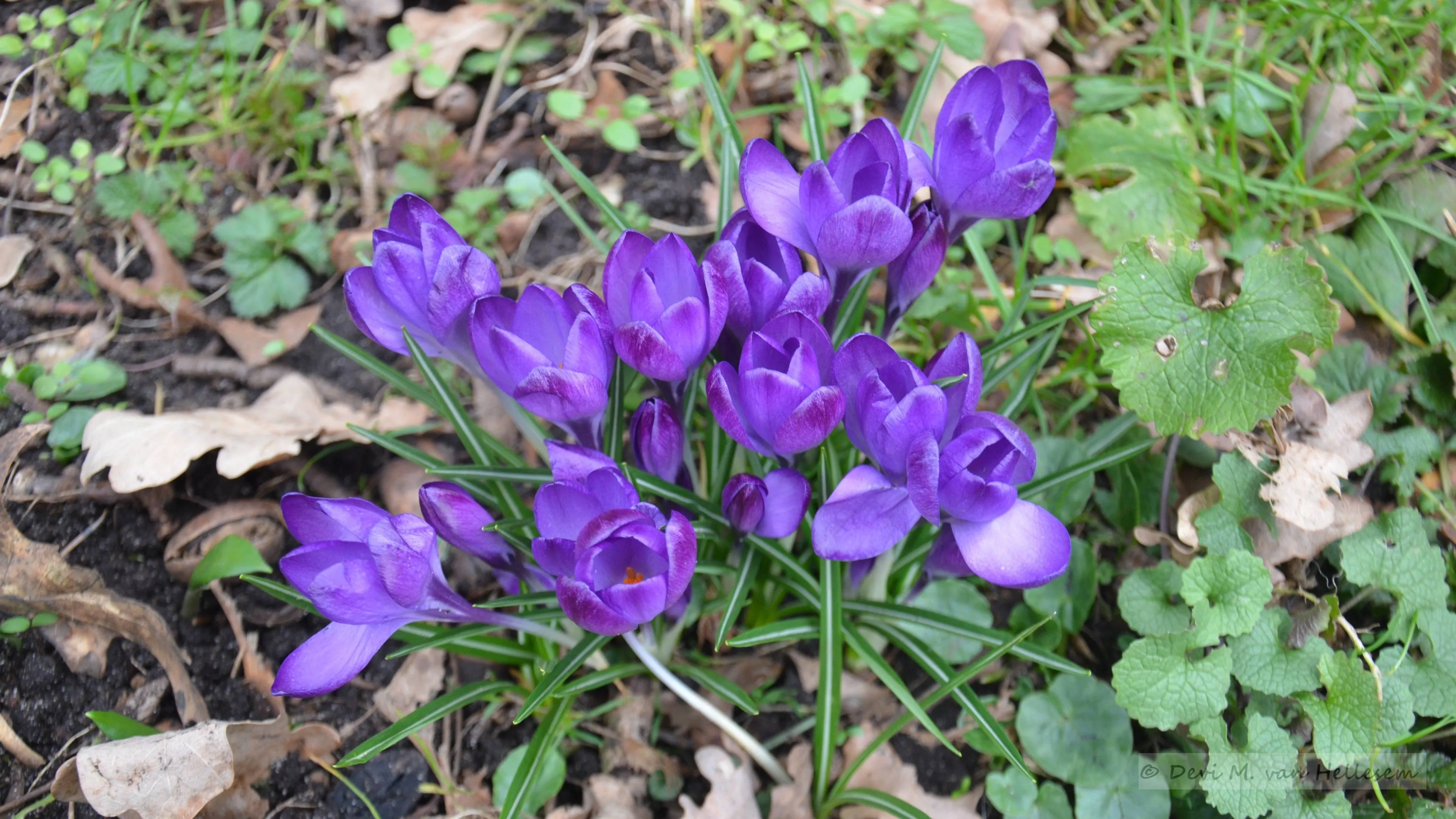crocusjes 1