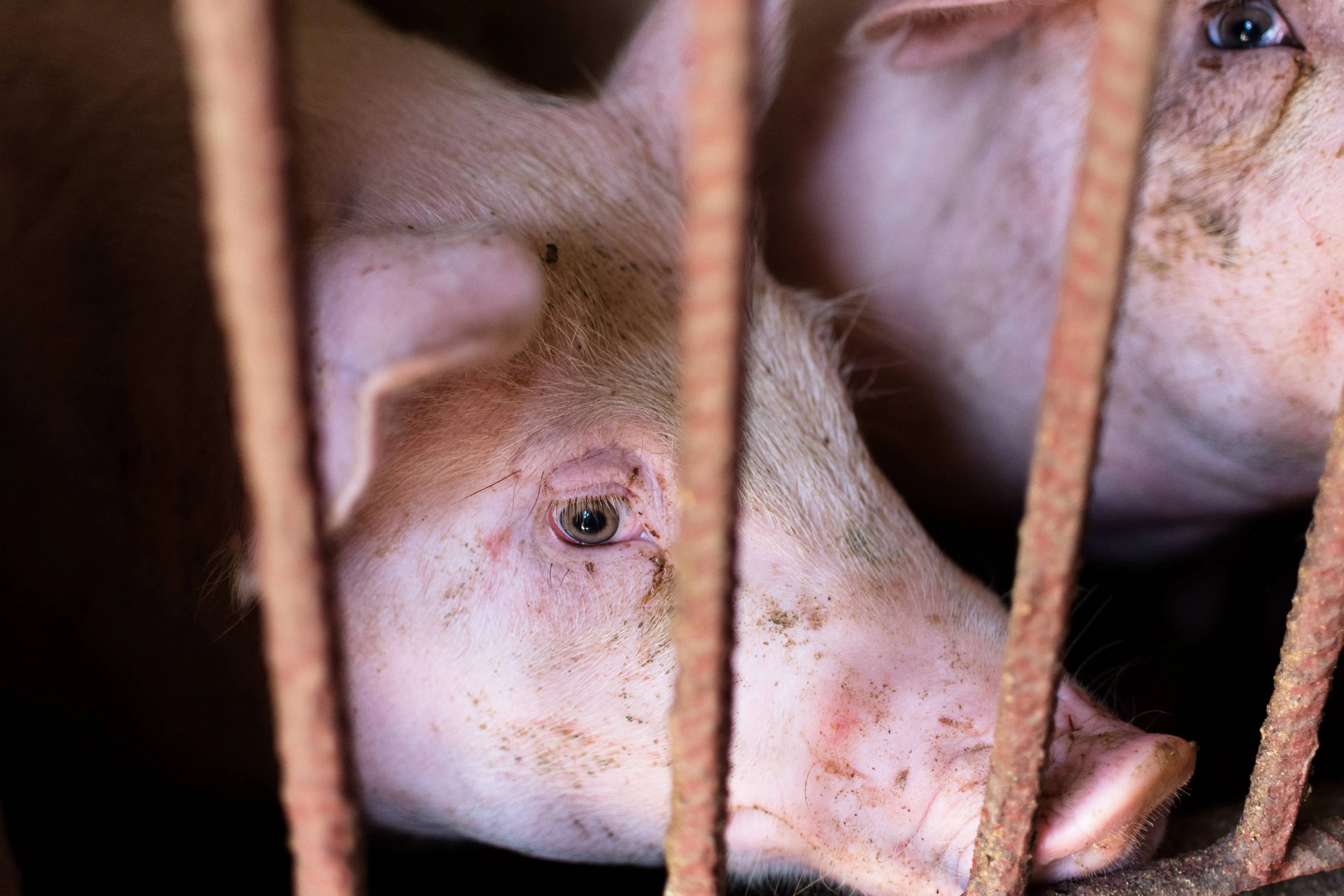 varkens wakker dier dierendag