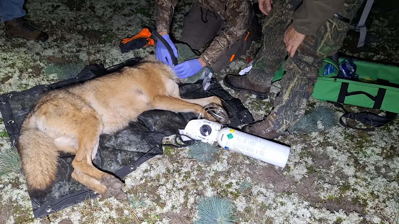 Schermafbeelding 1 video zenderen - Nationaal Park de Hoge Veluwe