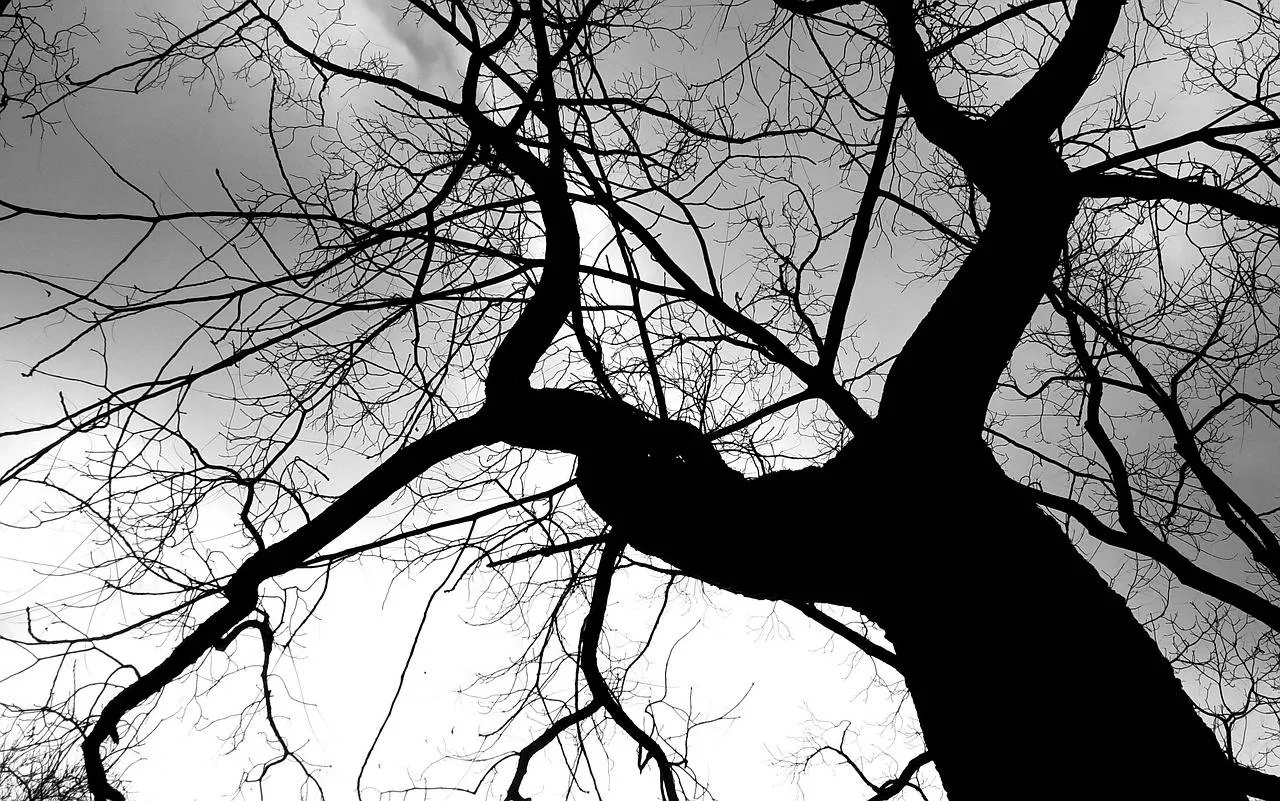 Grijs cocoparisienne Pixabay