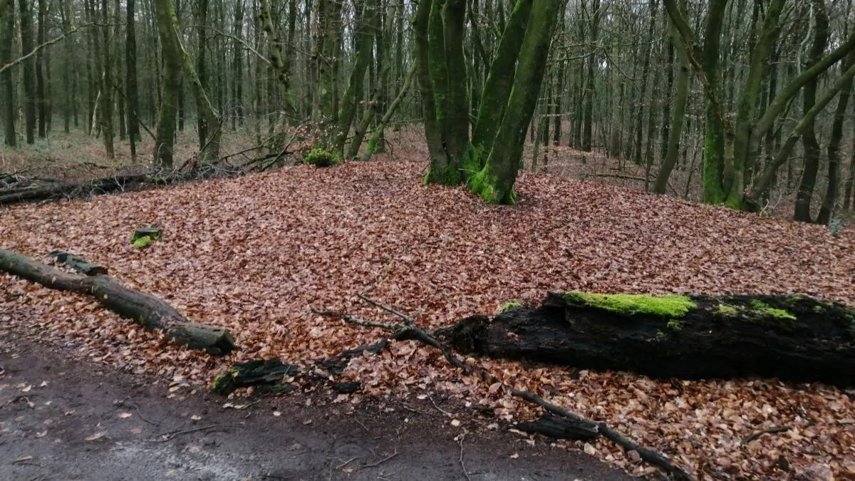 341306_p2 Grafheuvel Spechtlaan - Rijksdienst voor Cultureel Erfgoed