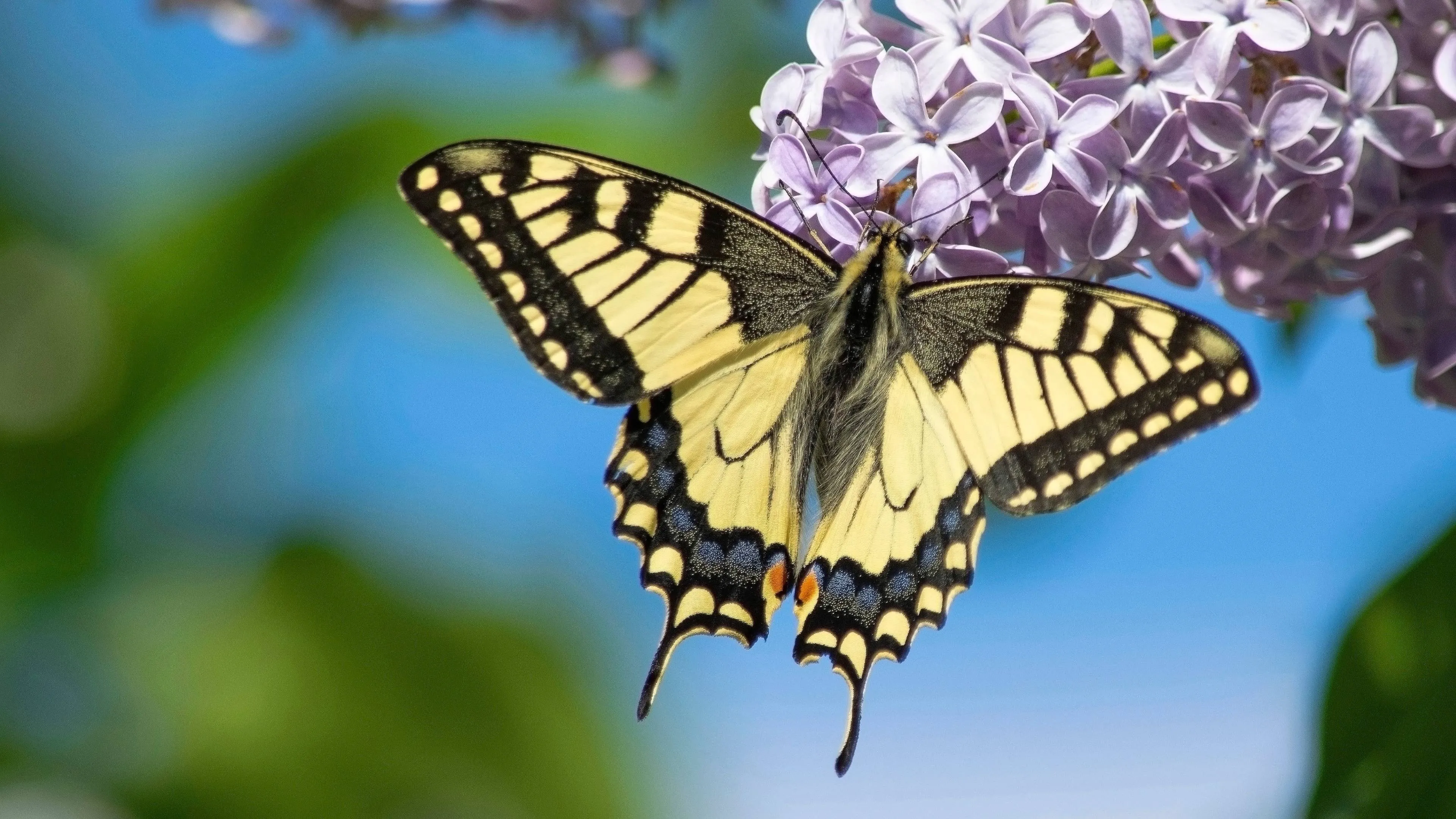 Koninginnenpage, Pixabay