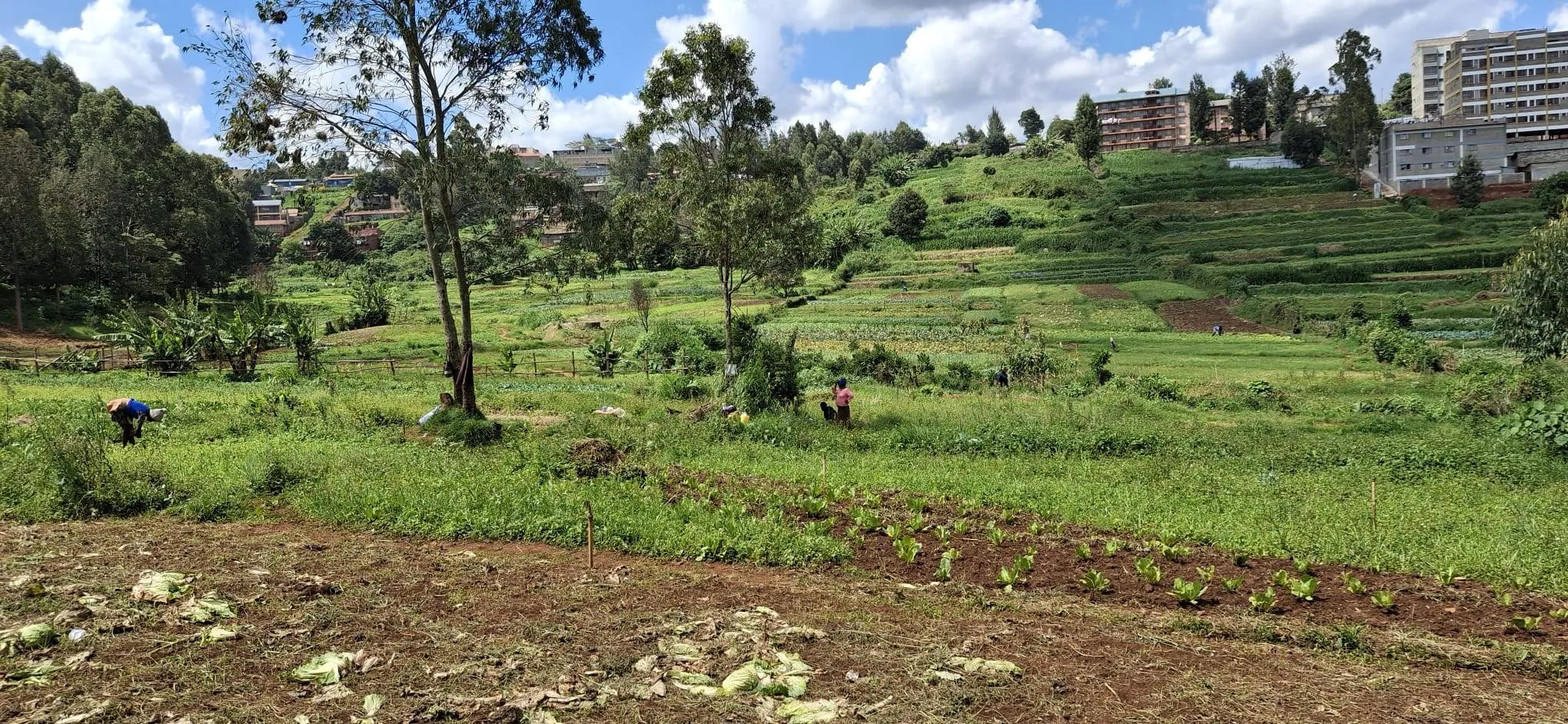 Mensen op groentenfarm Nairobi