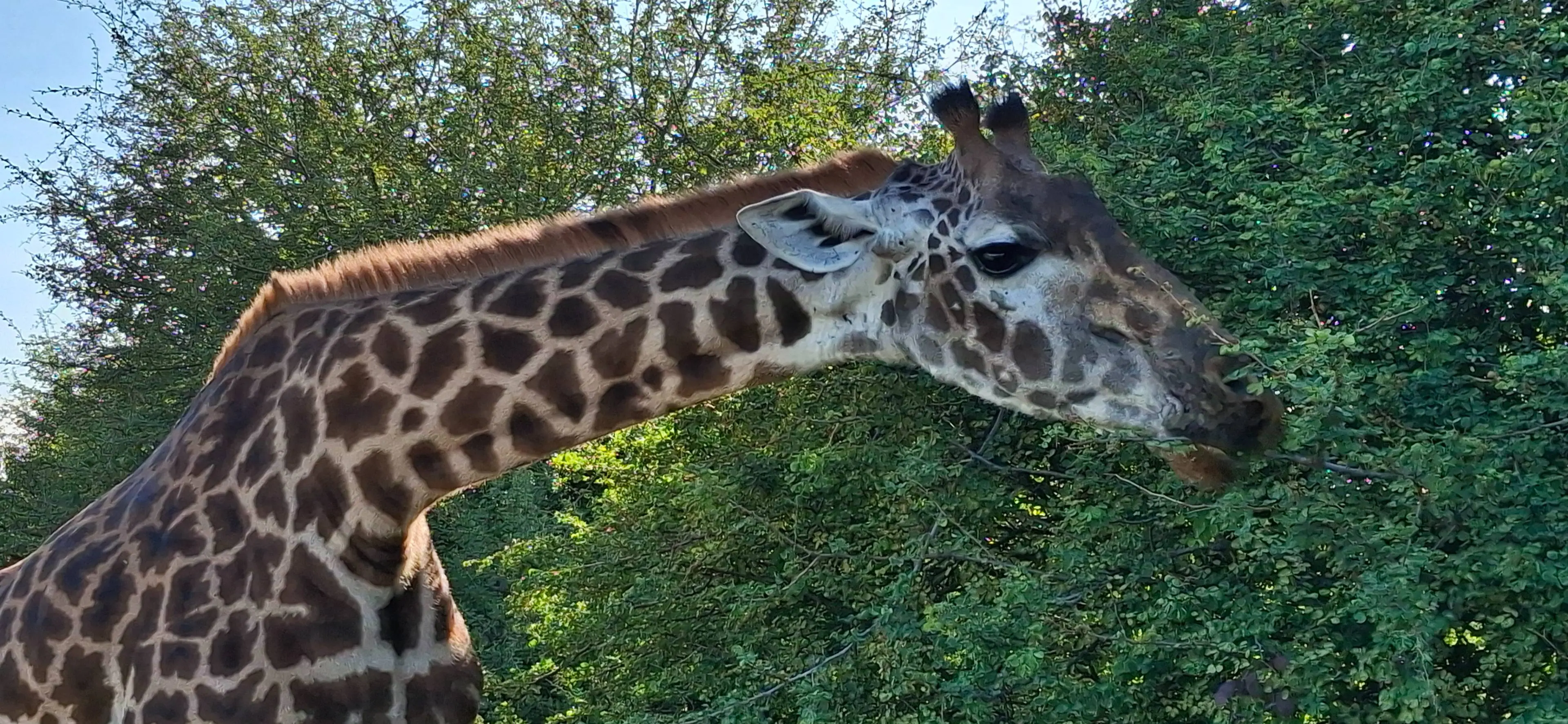 Giraffe