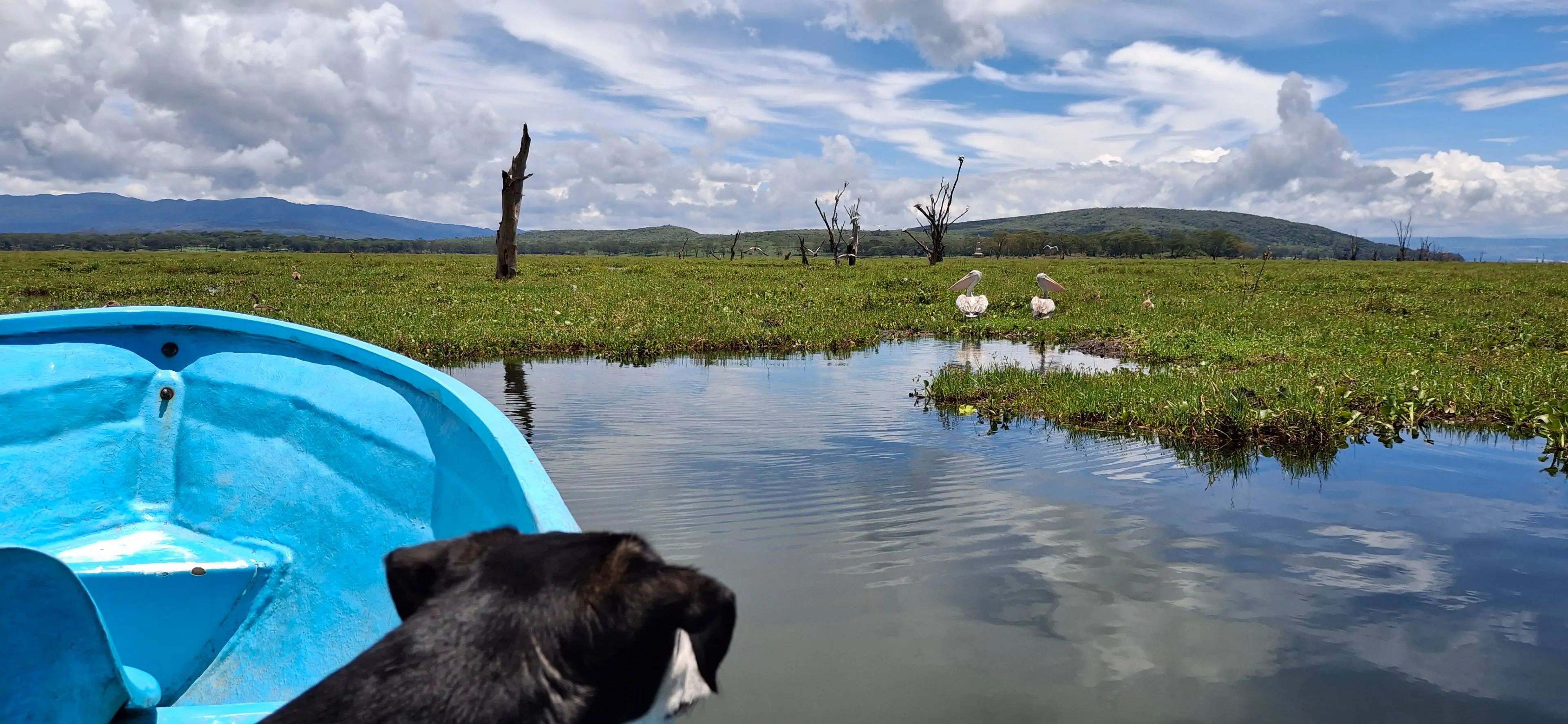 lake naivasha vol met waterhyacinth