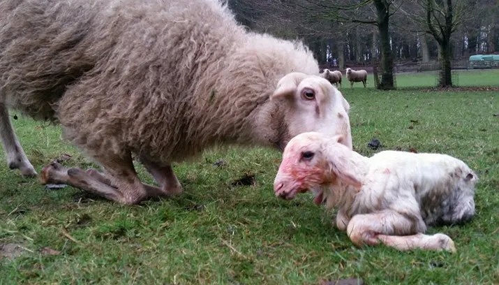 160205 eerste lammetje rhedense schaapskudde 2016 01