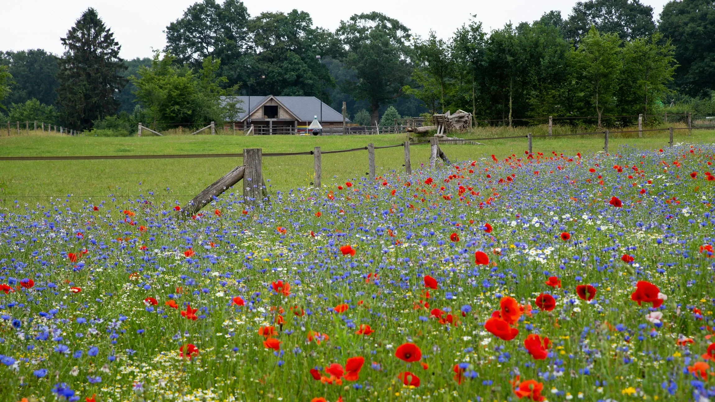 1bloemrijke akkerranden fotograaf annemieke kok