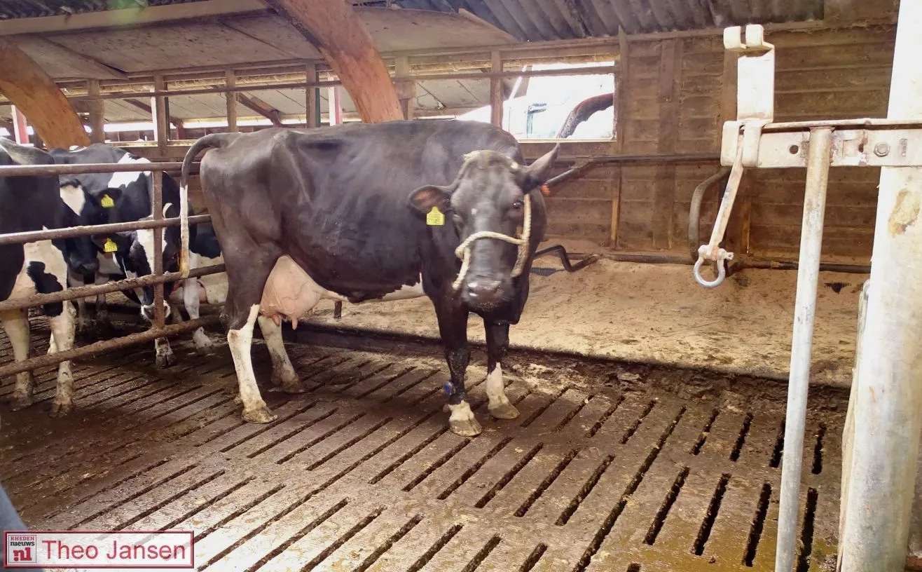 2018 04 03 huldiging koe maatschap nieuwenhuis velp 8