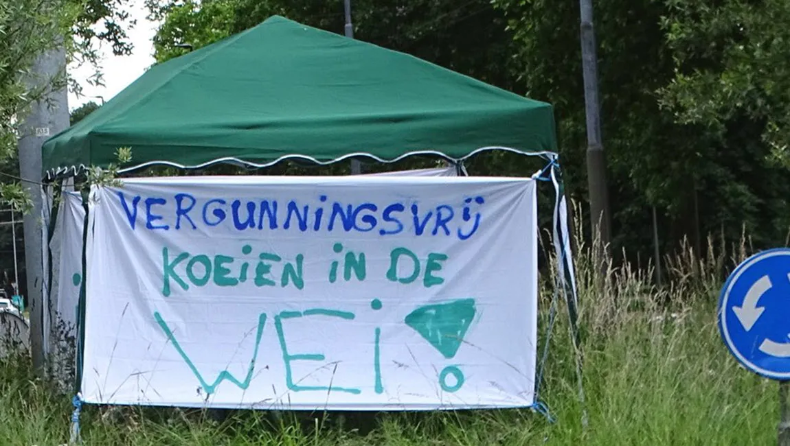 2022 05 30 vergunningsvrij koeien in de wei 0