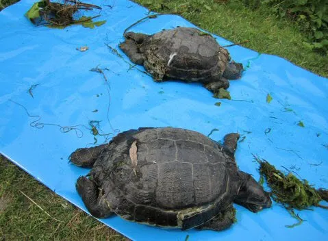 a3s21mgvat3a0heqtl1mn8cjo zutphen dode schildpadden