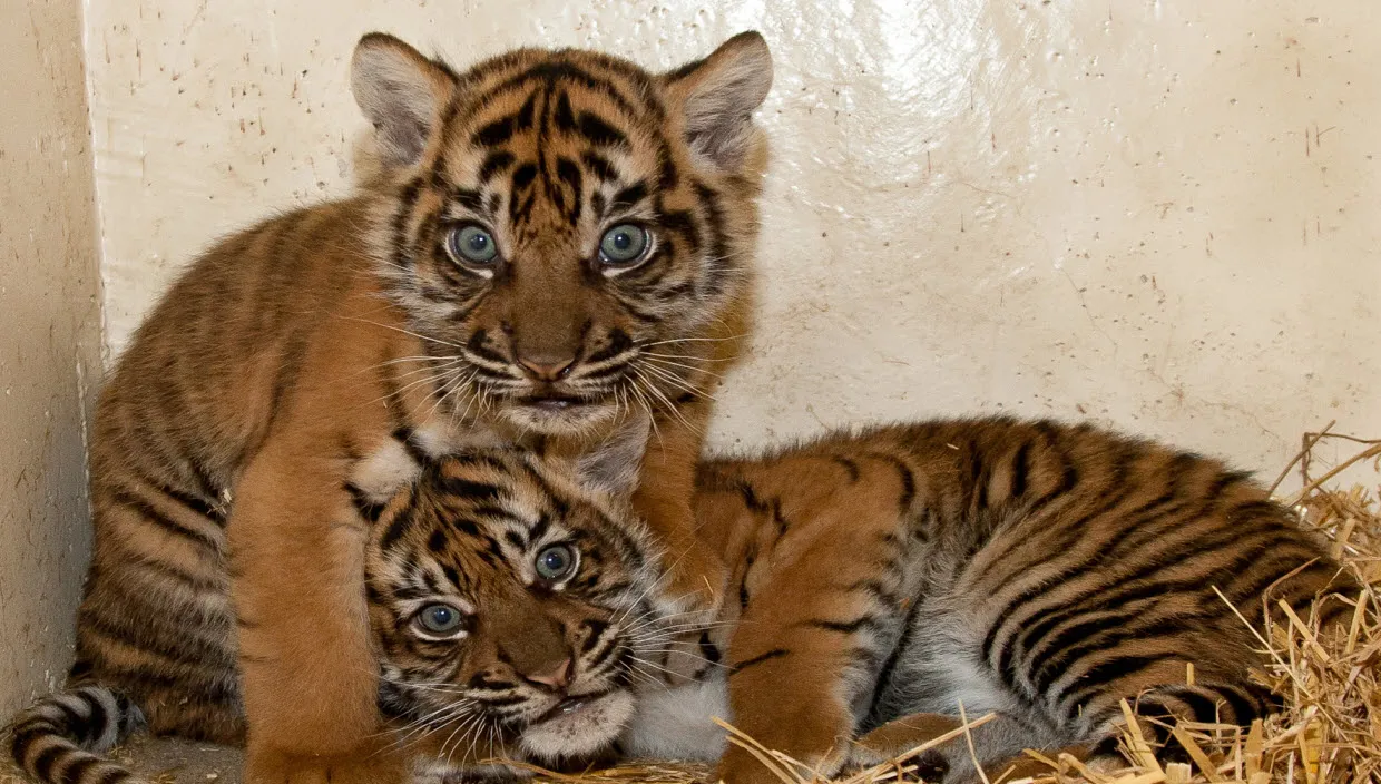 a802mdg5m1w4e4fbb44e18k58 theo kruse koninklijke burgers zootijgertweeling