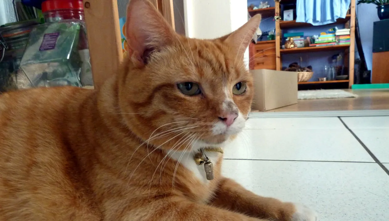 ah1815ay9nufv5rmwajbsn498 pimmetje