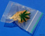 arlgev2oruzelrl1tpac2yerq 183793