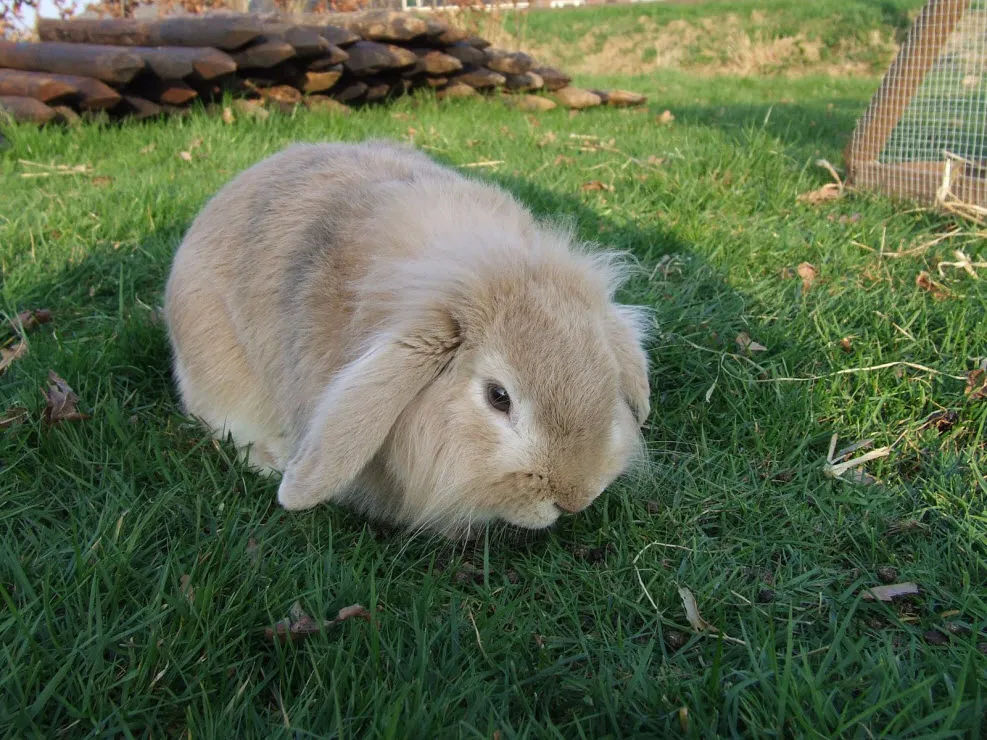 auzrti4rru6u7dzx37q0sjbgf lovely 2