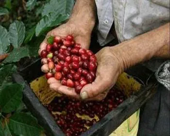 b1z6uukky11s49wl5ntcigfh3 212846