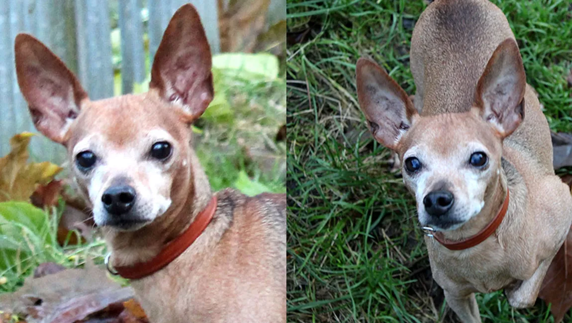 bambi dierentehuis arnhem en omstreken